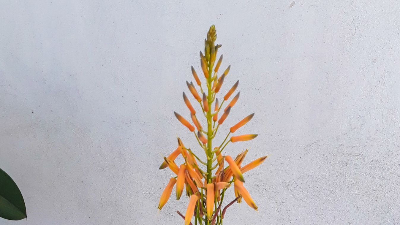 Virgzik az aloe vera