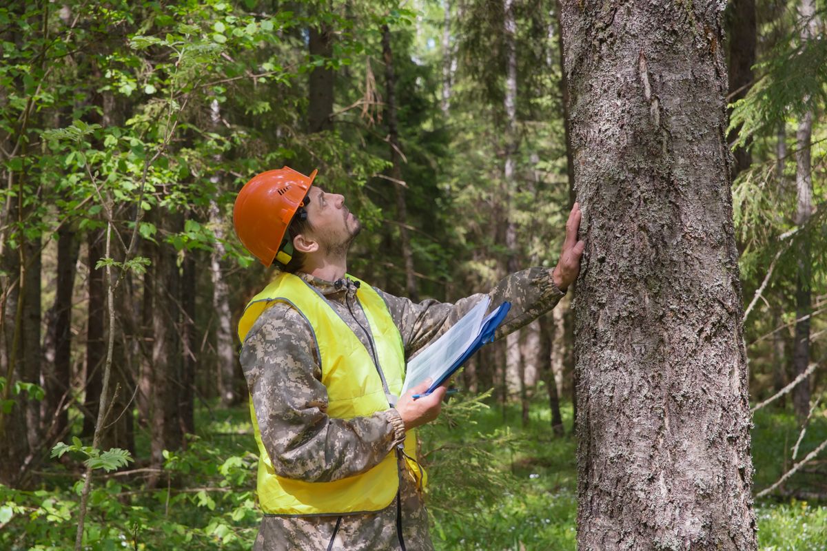 A,Forest,Engineer,Works,In,The,Forest.,The,Forester,Examines