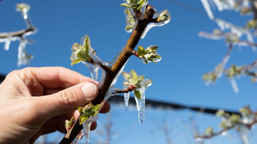 So far, spring frost damage has been reported for more than 400 hectares of land