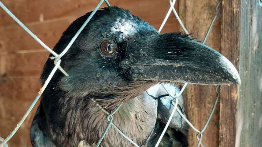 “We’re starting to get mentally tired,” said the volunteer of the Wild Bird Hospital