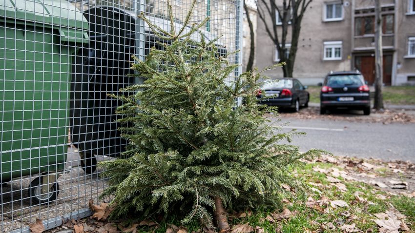 The discarded Christmas trees will be taken away on January 13 and 27