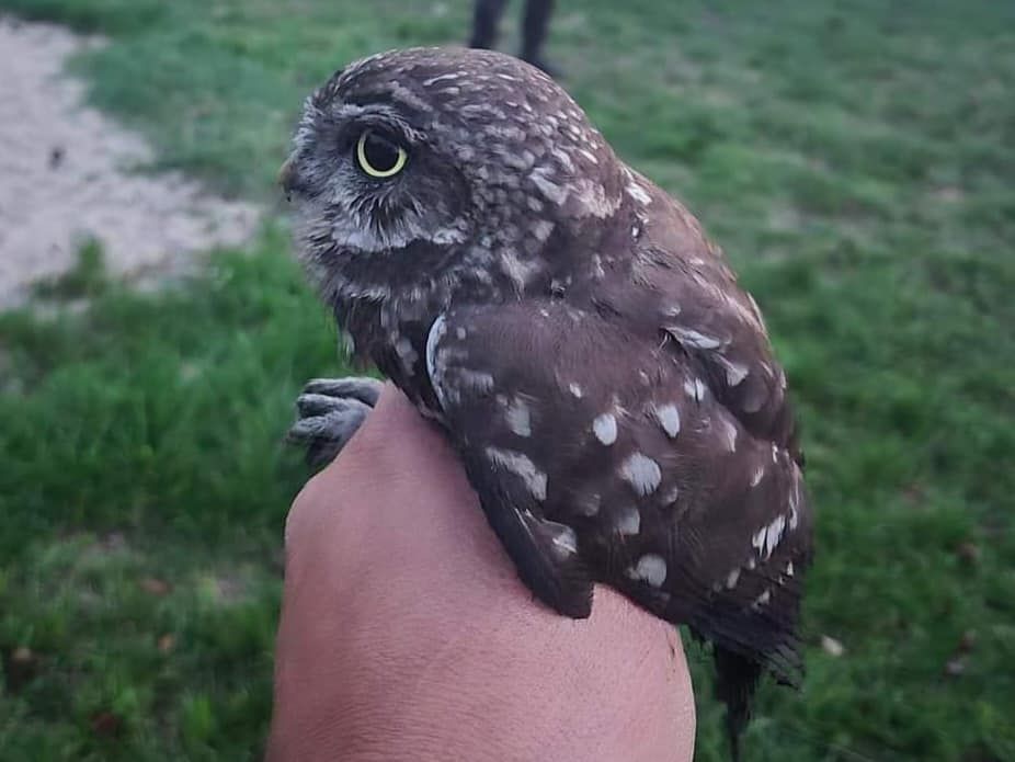 Kuvik szorult a kéménybe - Mezőfalva