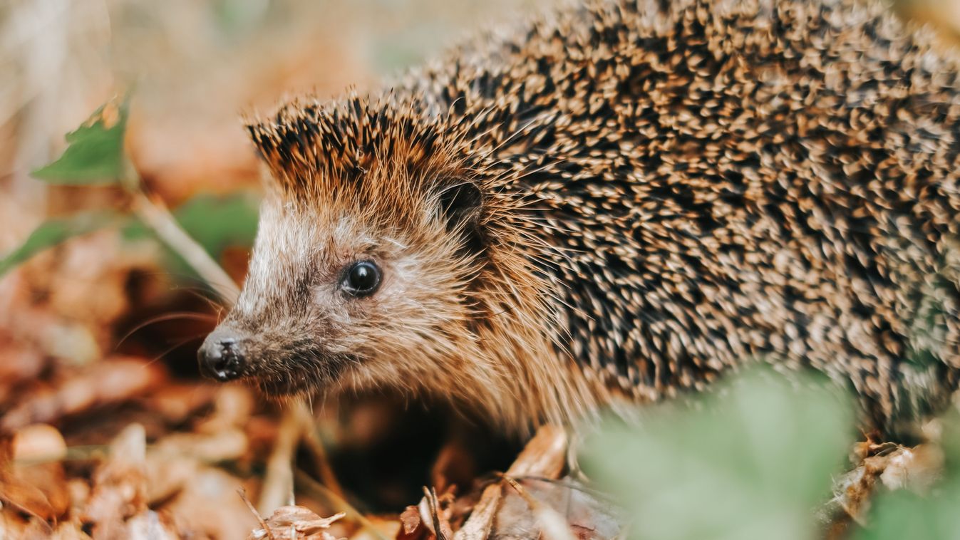 Let’s take care of them! Here’s what you need to know about hedgehogs preparing for hibernation