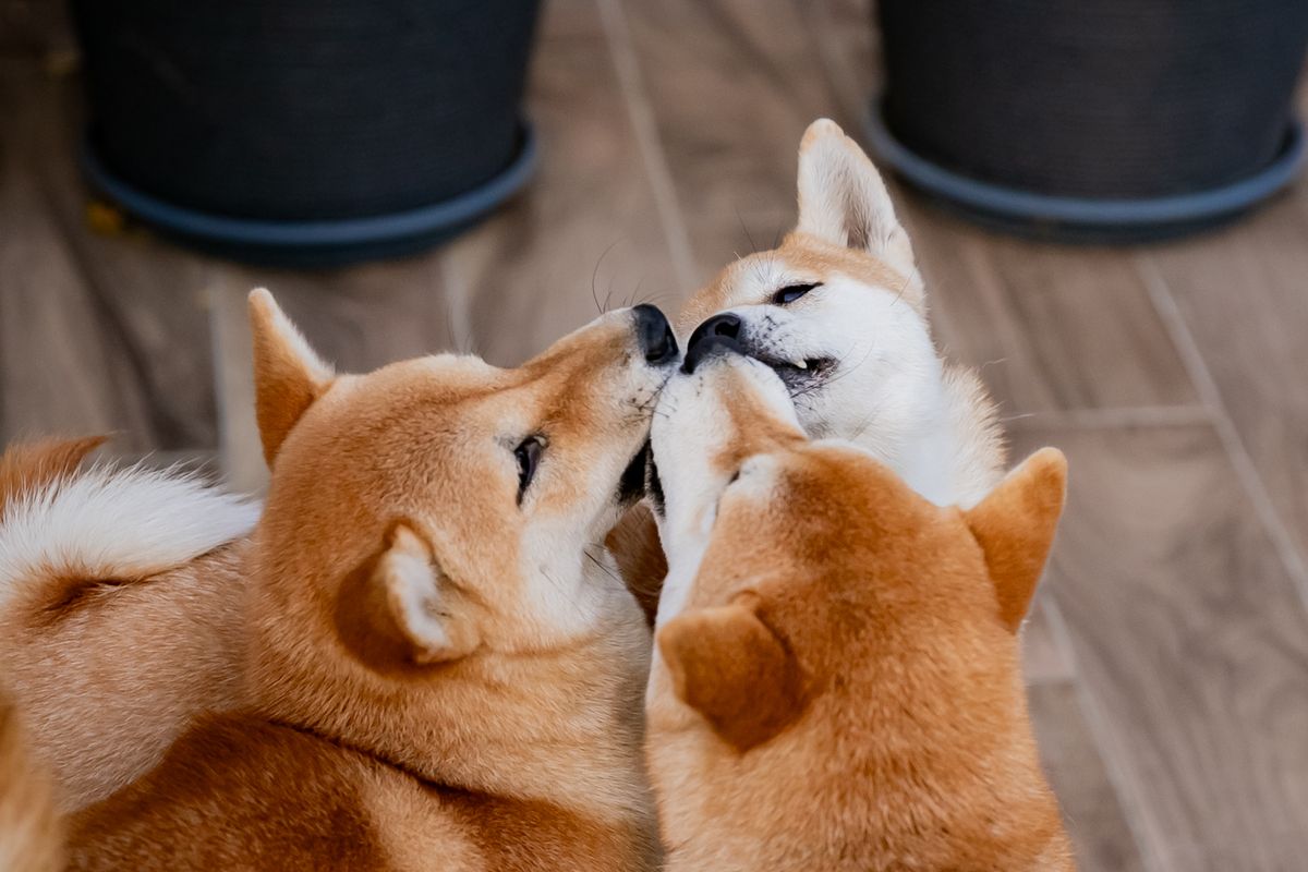 shiba inu