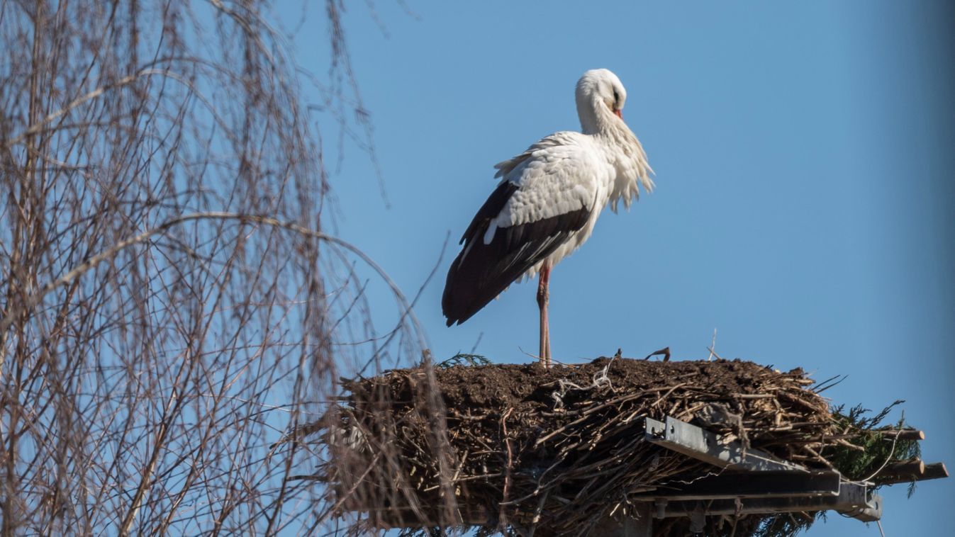 Megérkezett az első gólya – új fészek, új remények