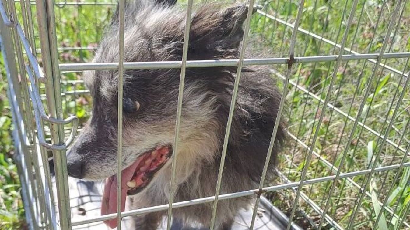 Magára hagyva a főút mellett – csoda, hogy még él