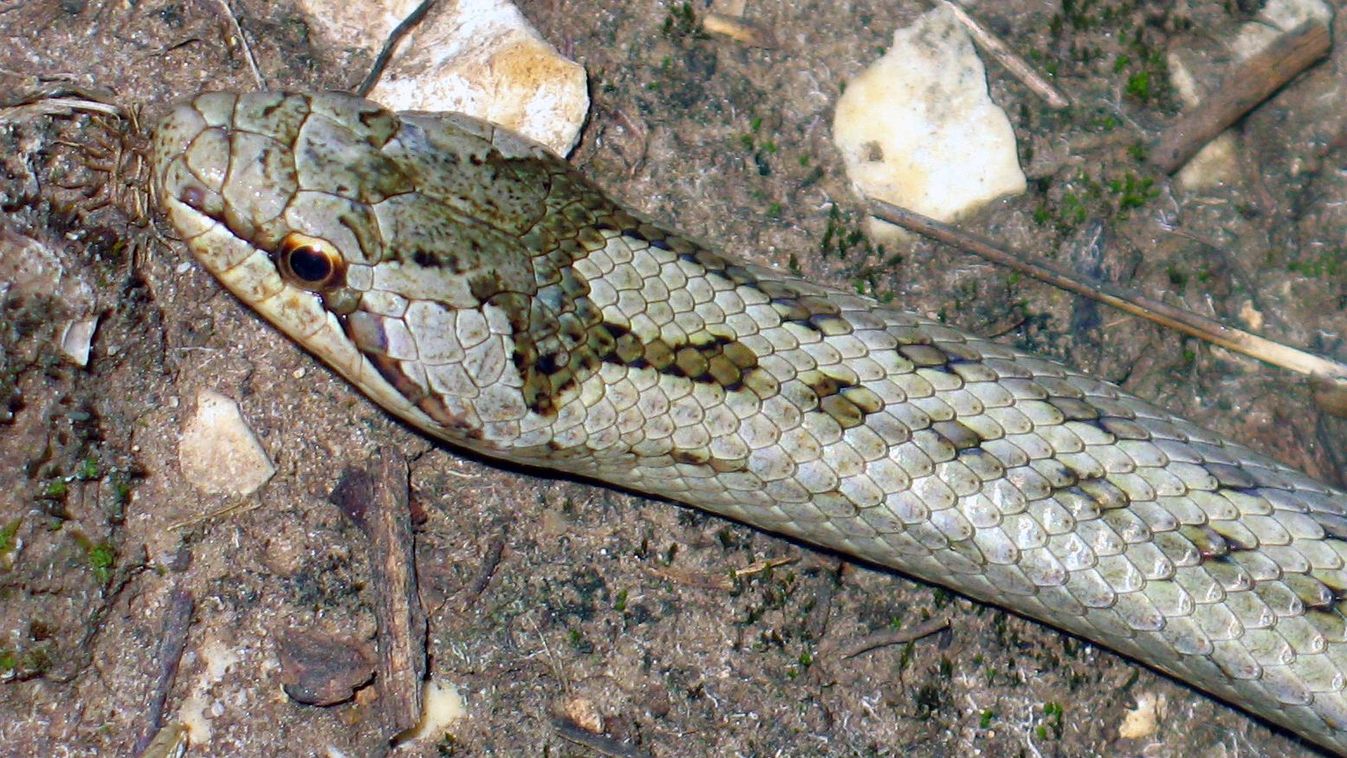 Hiába hajlamos kannibalizmusra a rézsikló, veszélyeztetett vipera nincs az étlapján