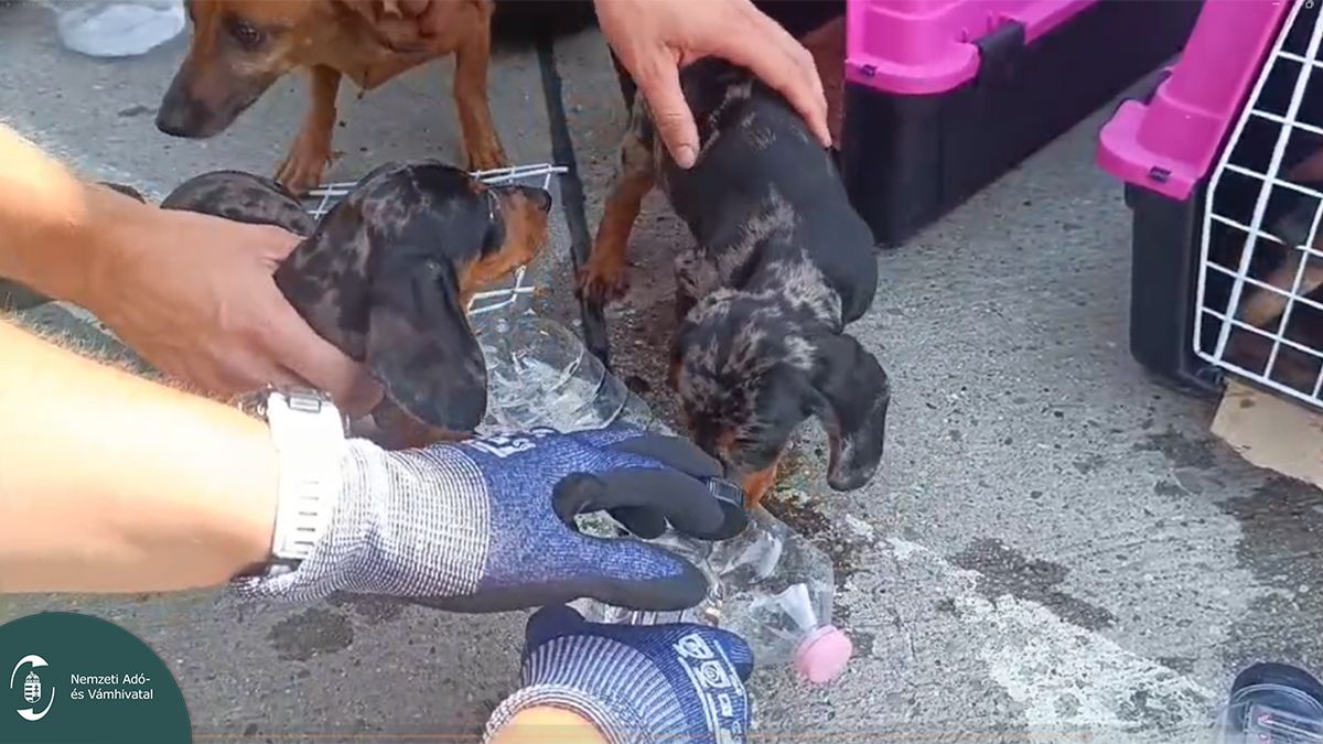 Hét kutyát mentettek meg a forróságból a NAV pénzügyőrei