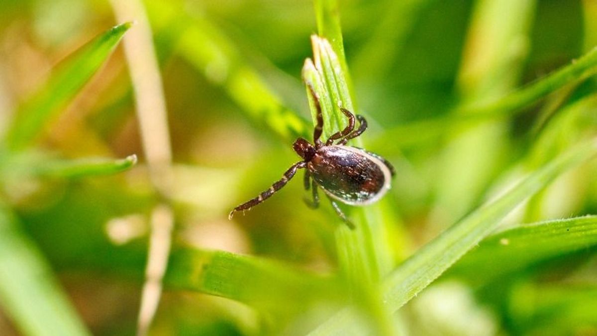 Repülő kullancs Magyarországon – a kutatók a saját bőrükön tapasztalták meg