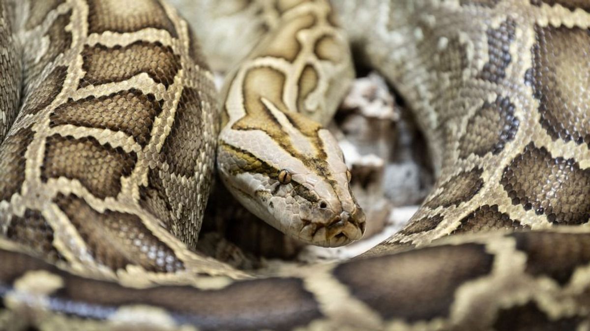 Hatméteres piton rántotta víz alá az idegenvezetőt Indonéziában (videó)