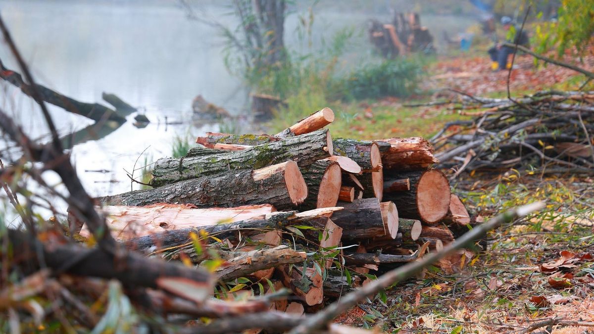 Elkezdték kivágni a menthetetlen fákat, lesz megoldás a hódok ellen is