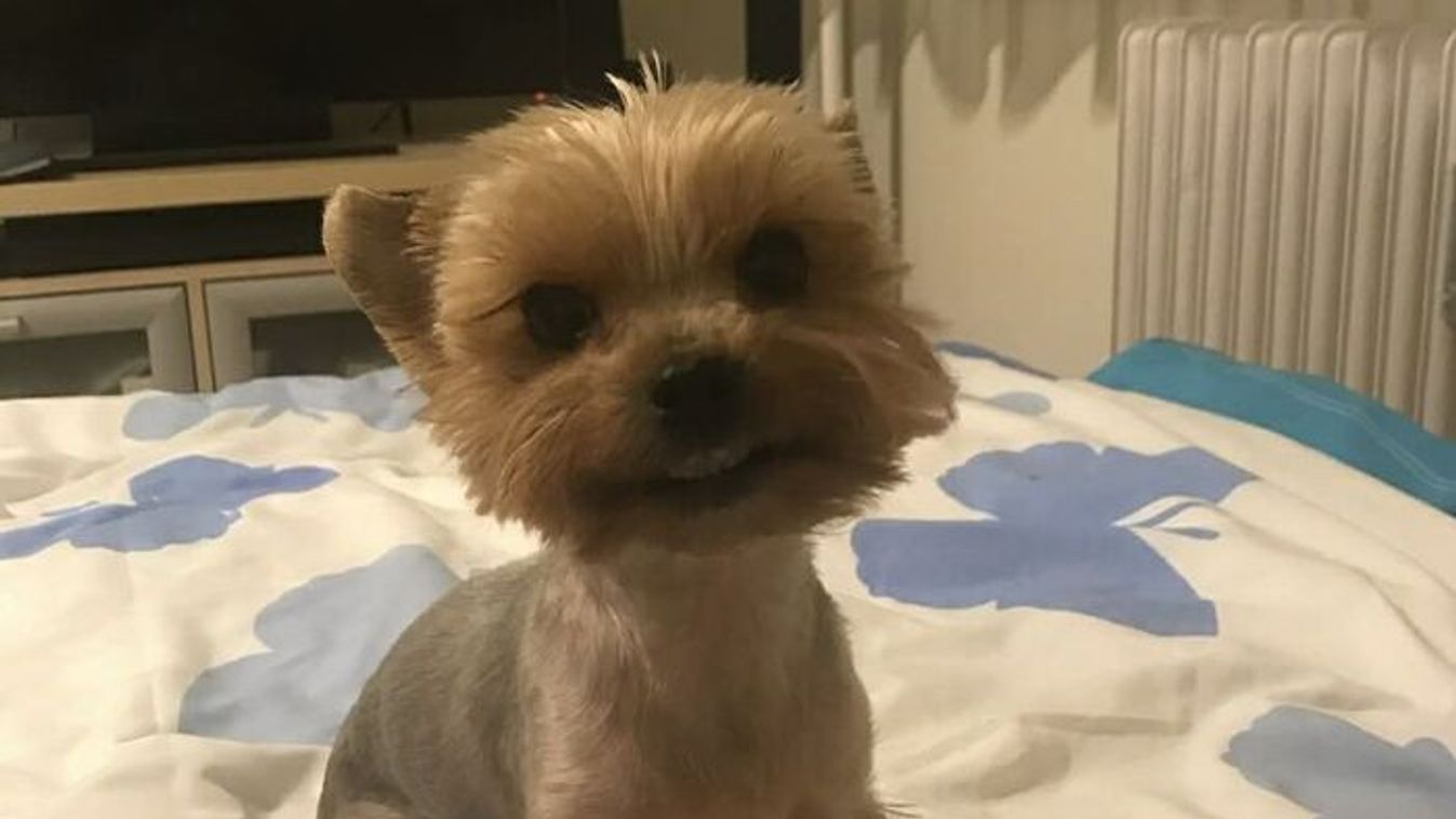 Borzalmas eset Dunaújvárosban: egy apró kutya életét vesztette Kép