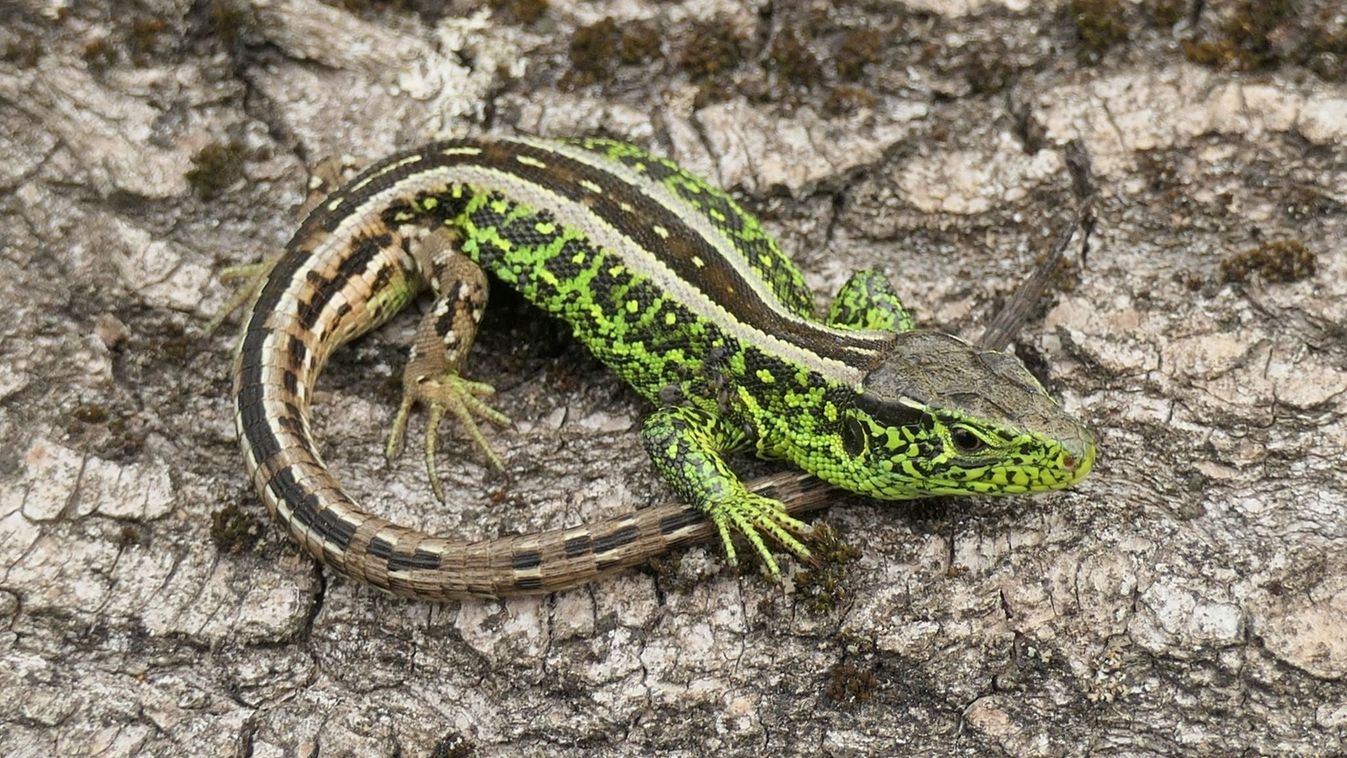 Fürge gyík lett a 2026-os év hüllője