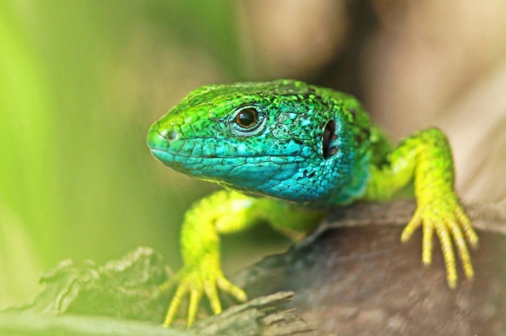 Fürge gyík lett a 2026-os év hüllője