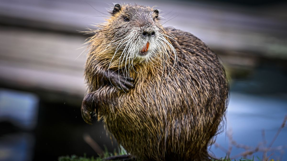 Duna-parti wellness hódmódra – ezt a fürdőzést látni kell! (videóval)