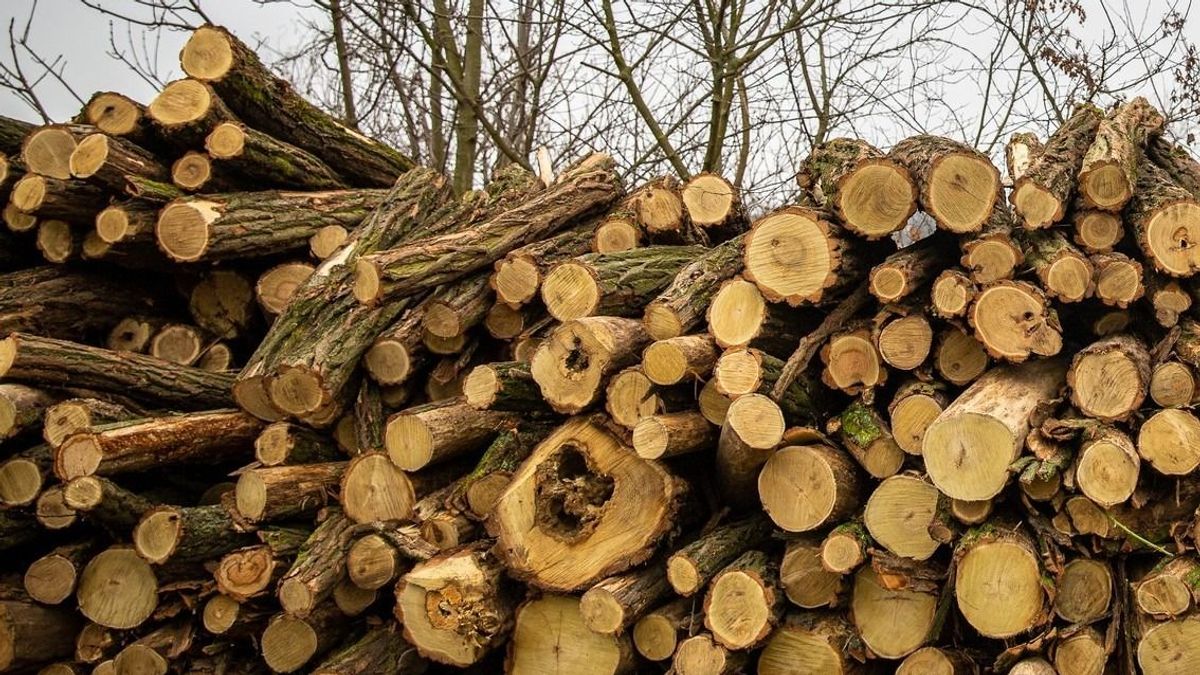Akár 1 köbméter ingyen tűzifa – itt lehet jelentkezni