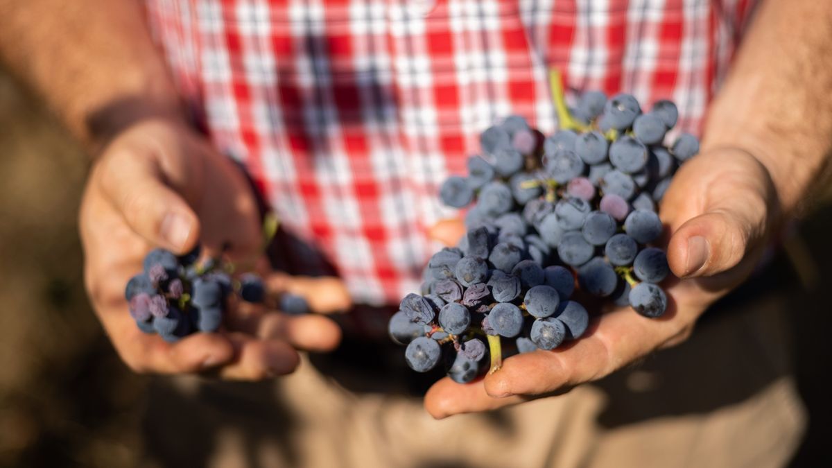 Nő a magyar bor exportja, erősödik a palackos kivitel