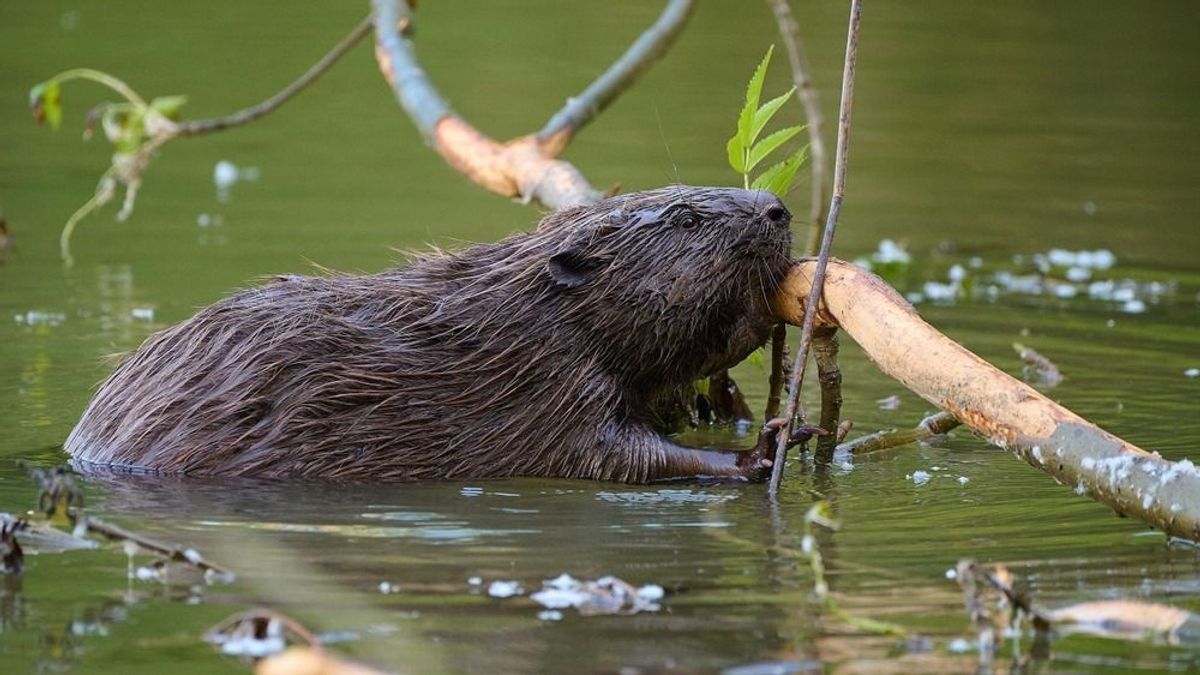 A hódok átalakítják a tájat, és a víz útját is