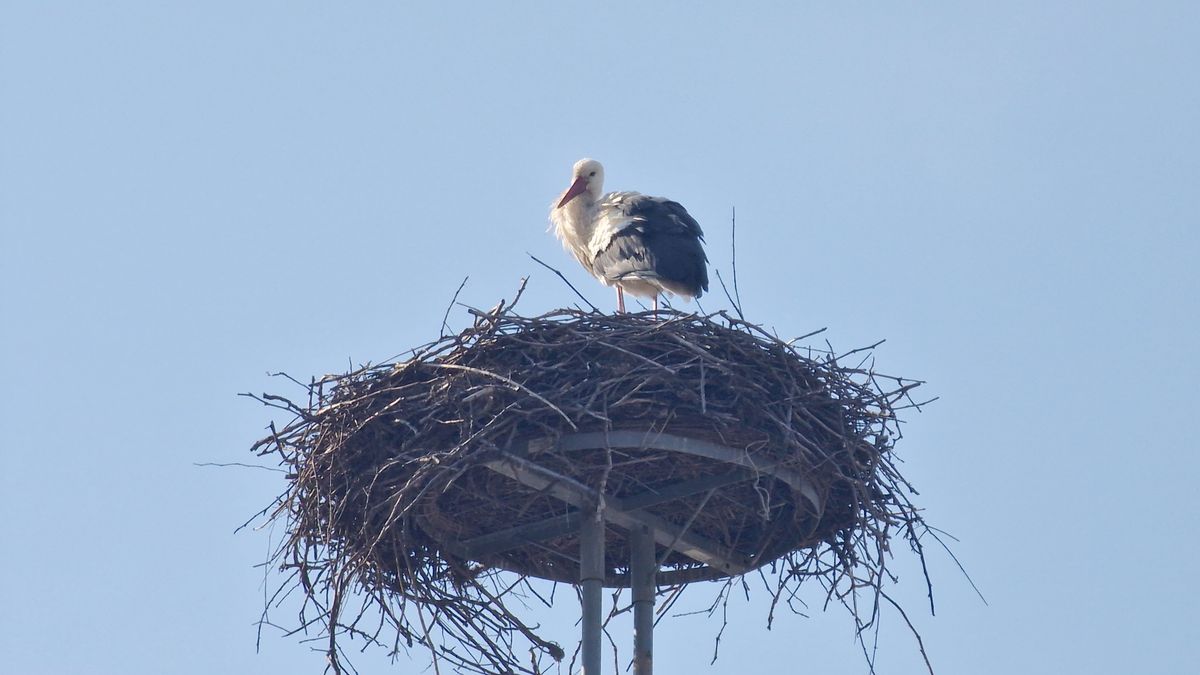Szárnyakon érkezett a tavasz – visszatértek a gólyák Mezőfalvára