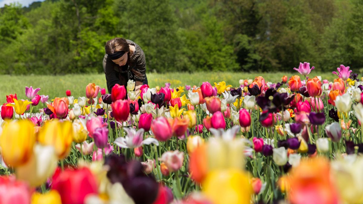 Szedd magad tulipán szezon Fejérben, most a legszebb