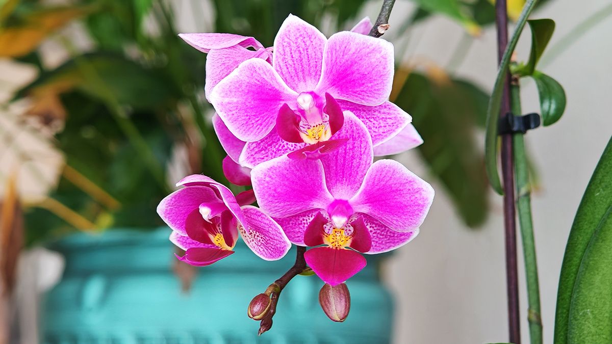 Az orchidea virágzásának titka