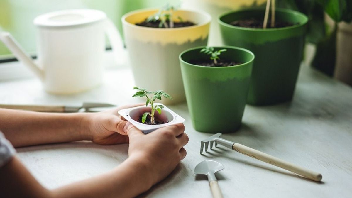 Fűszerkert az erkélyen, ezek a fűszernövények kezdőknek is ideálisak
