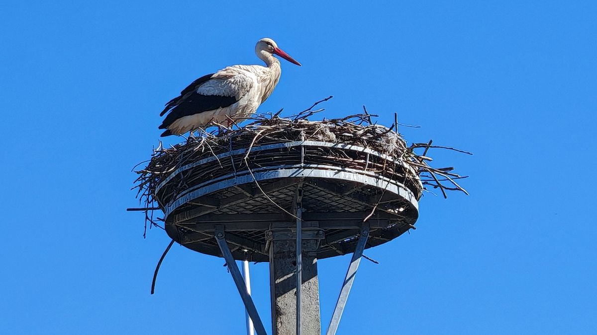Visszatért a gólya Dunaújvárosba, már kamerán is beleshetünk a fészek életébe