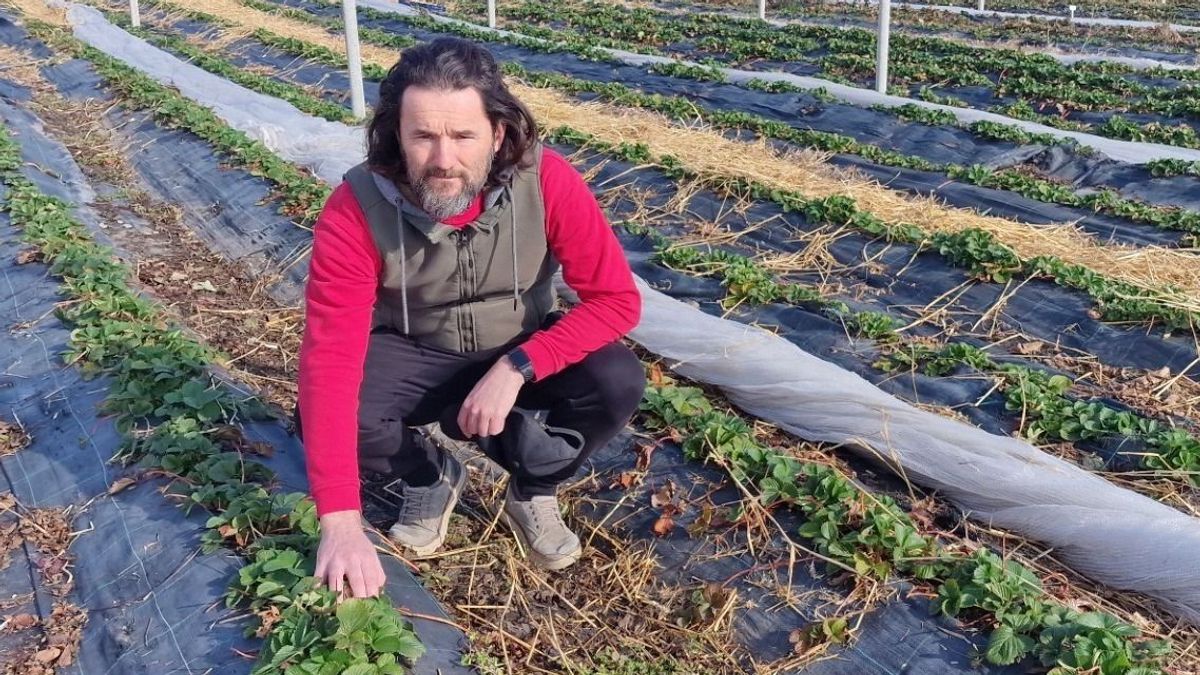 Aranyáron rajtol a magyar eperszezon, ennyit is elkérhetnek a kilójáért