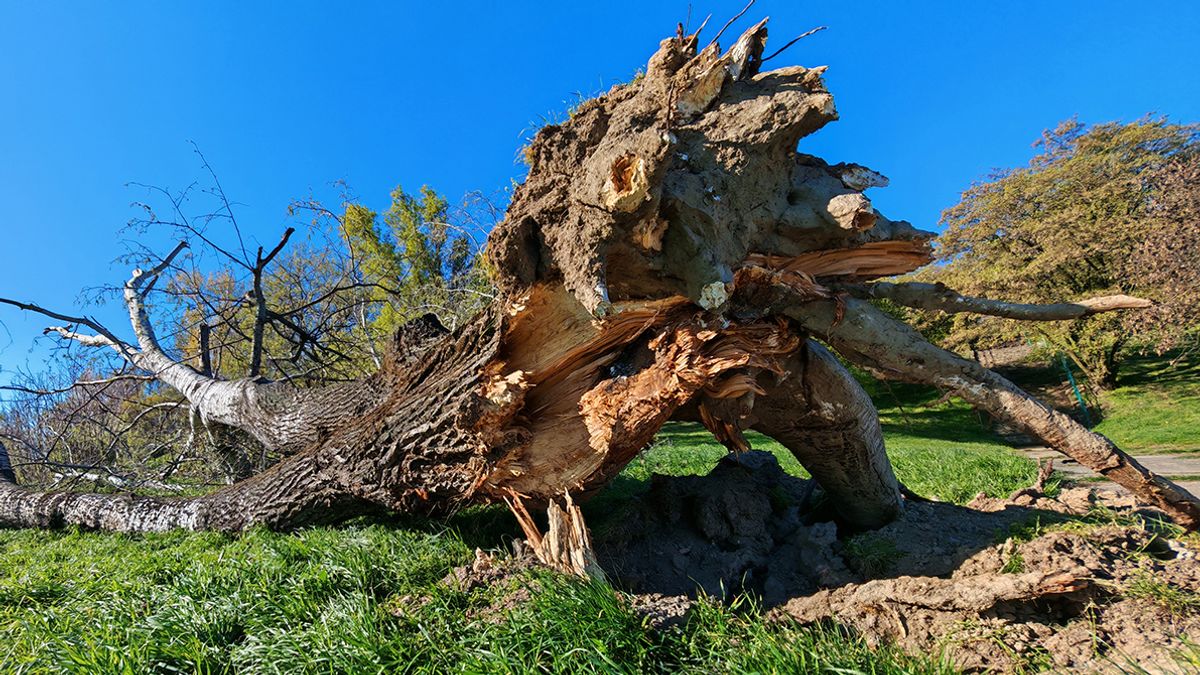 Hatalmas fa dőlt ki a dunaújvárosi Duna-parton + videó, képgaléria