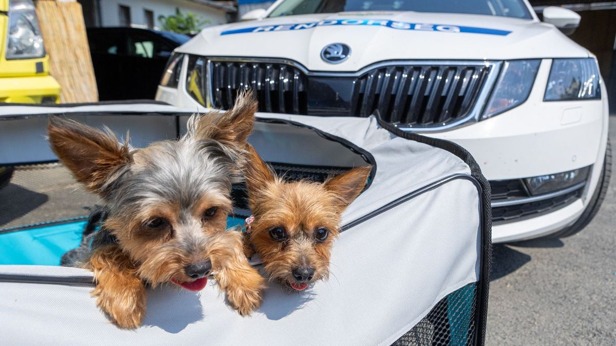 Ingyenes képzés, amit minden gazdinak látnia kellene