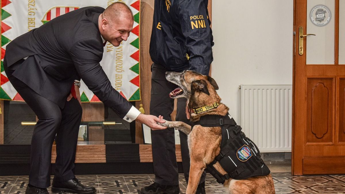 Egy négylábú hős története – Tico rendőrkutya 11 év után befejezi szolgálatát