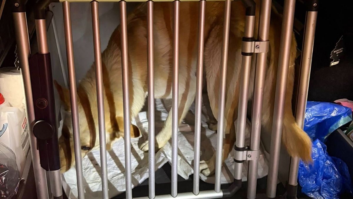 Rohantak az állatvédők, szörnyű szenvedés fogadta őket Mezőfalván